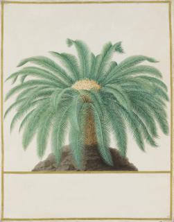 Nicolas Robert - Study of a palm tree