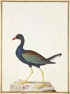 Nicolas Robert - Talève Violacée (Porphyrio Martinicus)