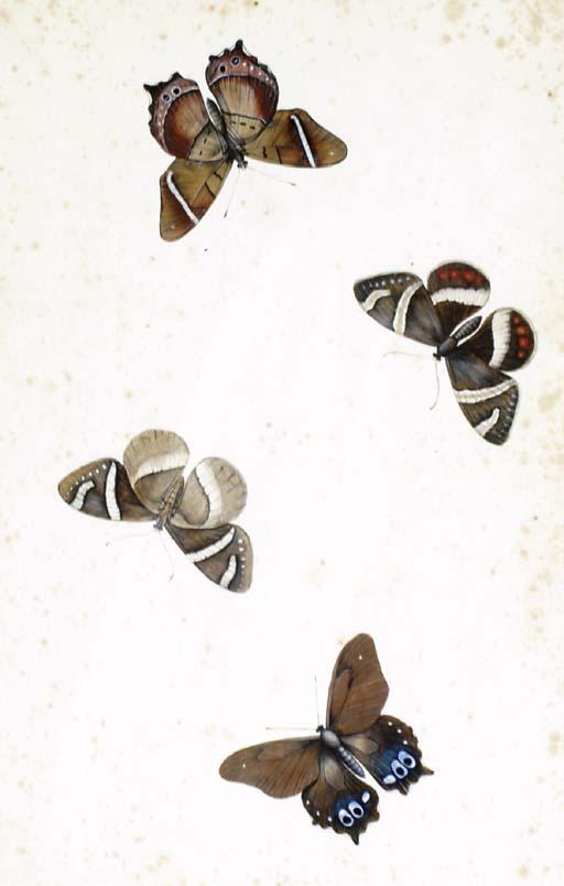 Nicolas Struyk - Studies of Butterflies; also three companion studies