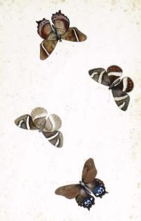 Nicolas Struyk - Studies of Butterflies; also three companion studies
