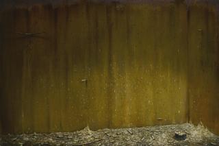 Nigel Cooke - Avairy