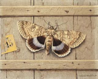 Niklaus Stoecklin - Blaues Ordensband, 1961