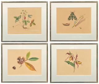 Niklaus Stoecklin - Schönheiten der Natur - Erdbeere, Kastanie, Orchidee, Raupe, 1942