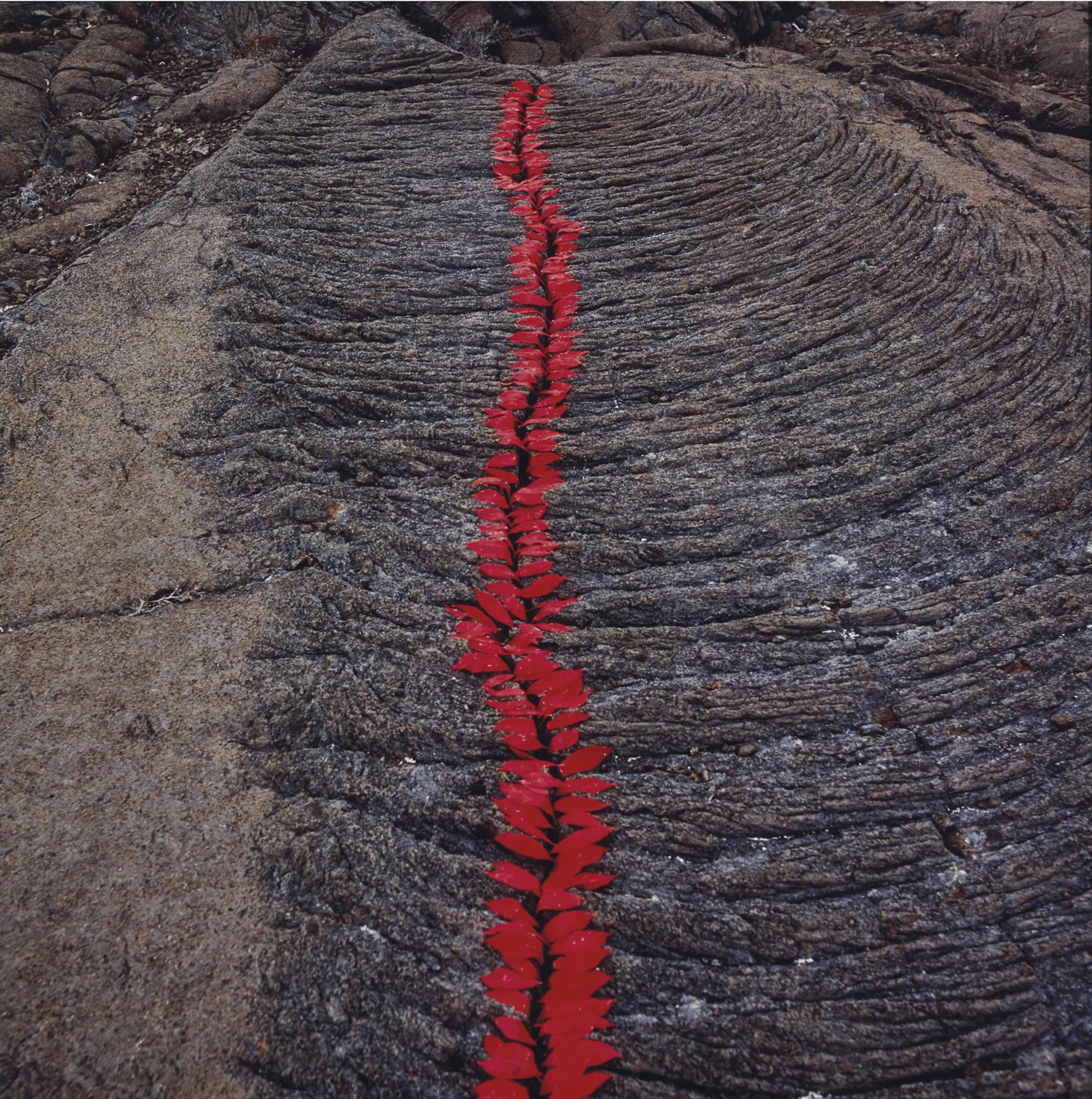 Nils Udo - Fissure dans la lave, pétales dites \