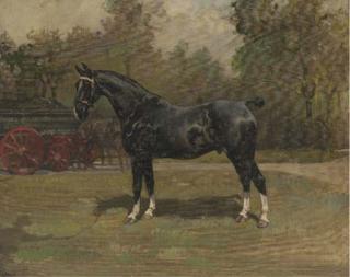Nina Colmore - Melton, a black horse with white socks