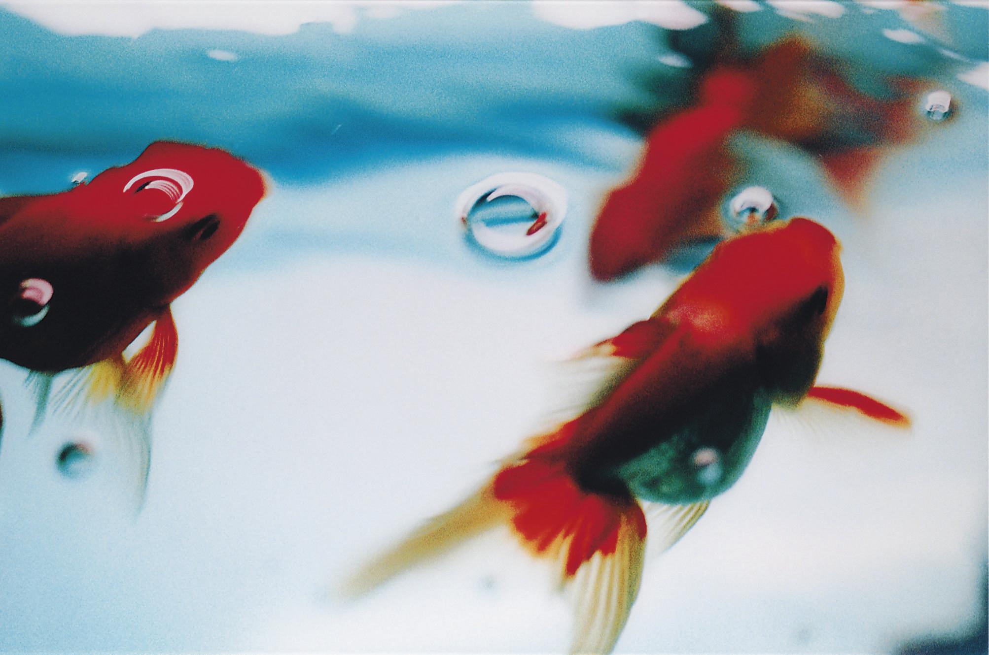 Ninagawa Mika - Untitled from \'Liquid Dreams\', 2003