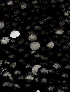 Nino Migliori - Albino (Umbrellas)