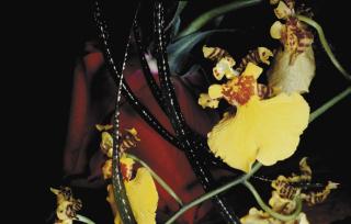 Nobuyoshi Araki - Equinox Flowers
