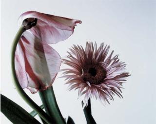 Nobuyoshi Araki - Flower (D-3)