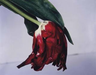 Nobuyoshi Araki - Flower Stem, 1990s