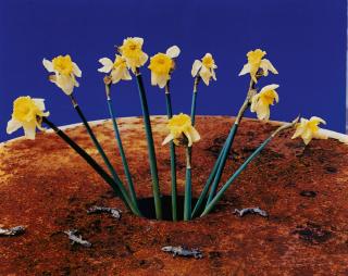 Nobuyoshi Araki - Ohne Titel (aus der Serie: Shikikei)