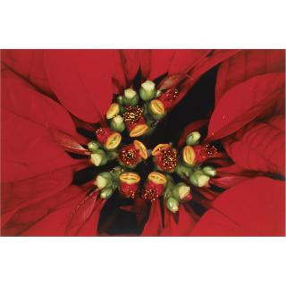 Nobuyoshi Araki - Red Flowers, 2000