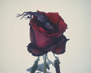 Nobuyoshi Araki - Sensual Flower, 1997