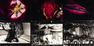 Nobuyoshi Araki - Untitled (From The Series Flowers And Tokyo Shijyo), 1998