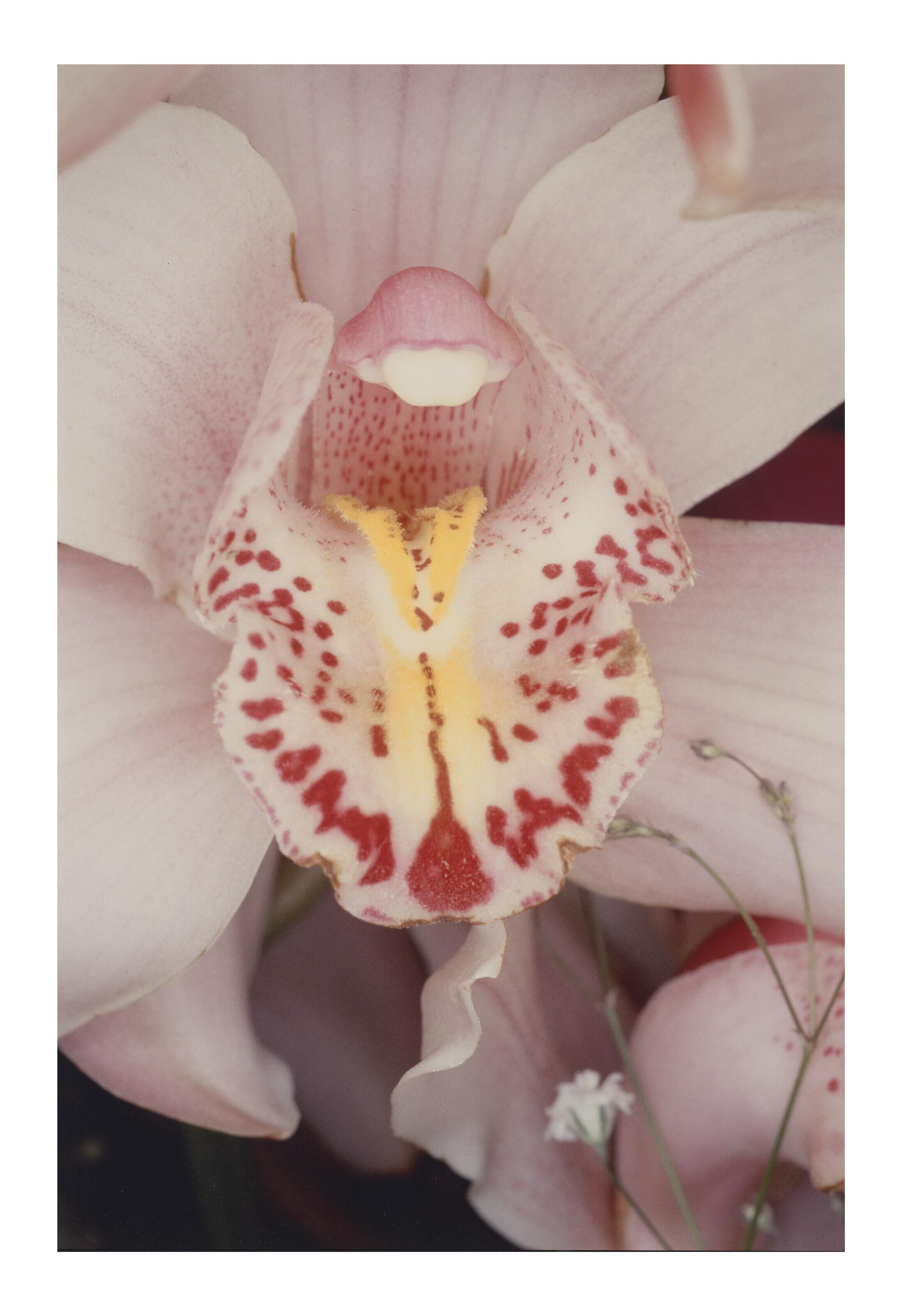 Nobuyoshi Araki - Untitled (Orchid)