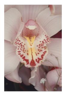 Nobuyoshi Araki - Untitled (Orchid)