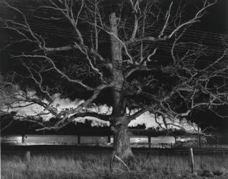 O. Winston Link - Giant Oak, Max Meadows, Va., 1957