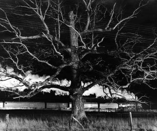 O. Winston Link - Giant Oak: West-Bound Birmingham Special at Max Meadows