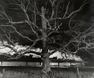 O. Winston Link - Giant Oak with Train No. 17, The Birmingham Special, Max Meadows, Virginia