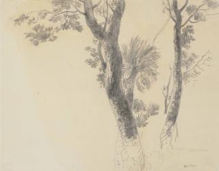 Odilon Redon - Etudes d\'arbres