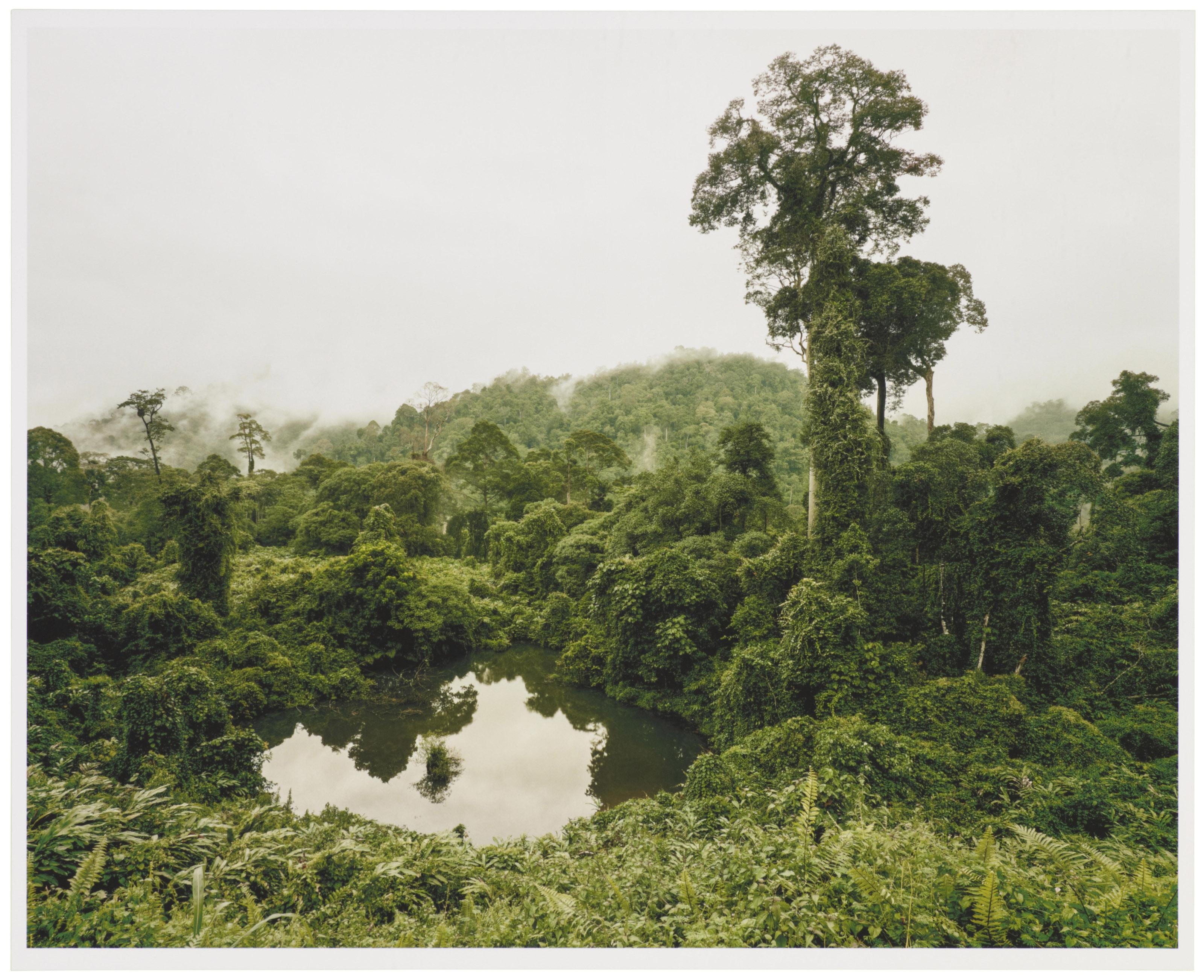 Olaf Otto Becker - Primary Forest 02, Lake, Malaysia 10/2012, Altitude 240 m, 2012