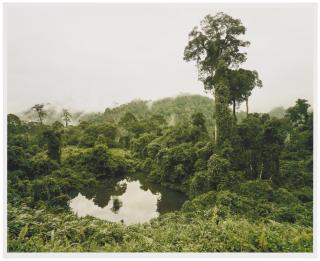 Olaf Otto Becker - Primary Forest 02, Lake, Malaysia 10/2012, Altitude 240 m, 2012