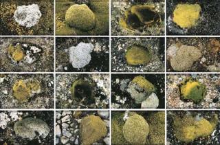 Olafur Eliasson - Moos Serie