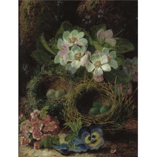 Oliver Clare - Primroses