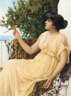 Oliver Rhys - The budgerigar