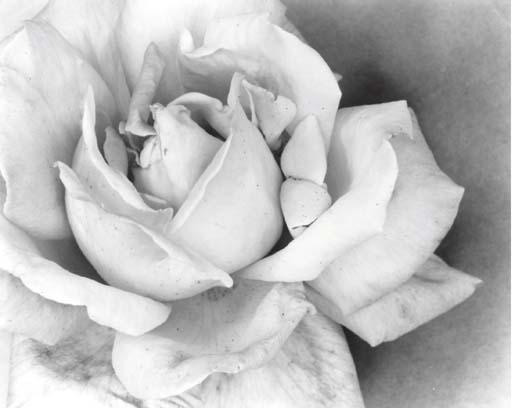 Olivia Parker - Ephemera: Photographs by Olivia Parker