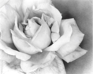 Olivia Parker - Ephemera: Photographs by Olivia Parker