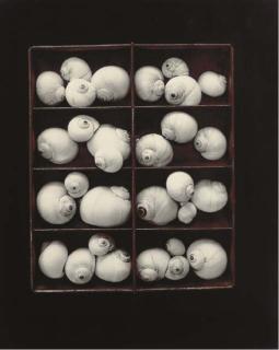 Olivia Parker - Moonsnails, 1978 and Doll and Roses, 1980