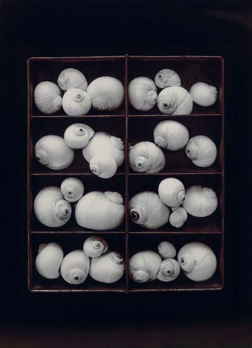 Olivia Parker - Moonsnails, 1978