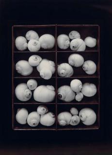 Olivia Parker - Moonsnails, 1978