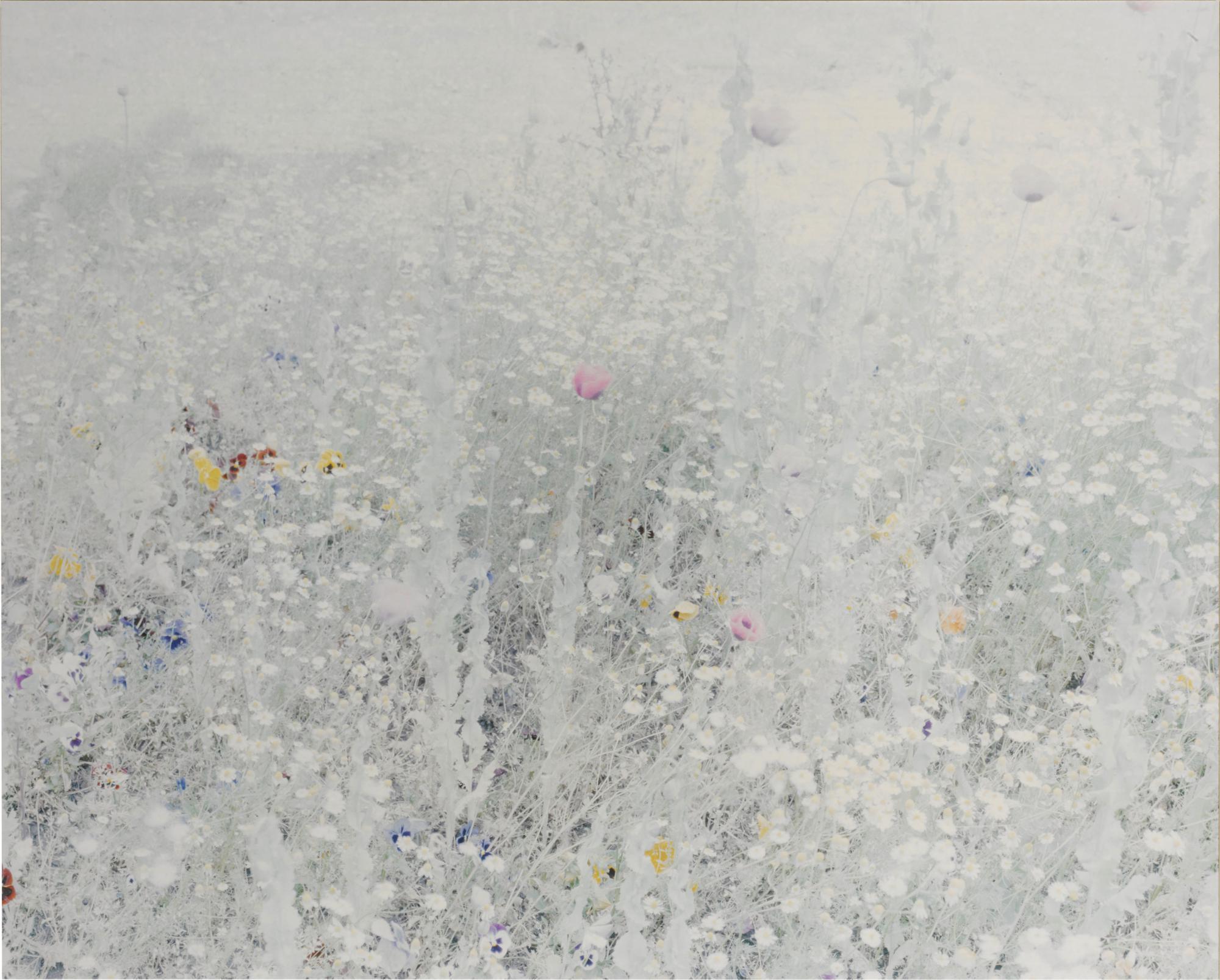 Ori Gersht - Elephant 2 (from Flowers)