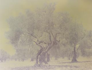Ori Gersht - Olive 3, From The Ghost Series
