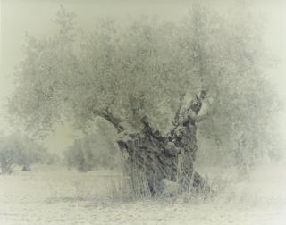 Ori Gersht - Olive 4, From The Ghost Series