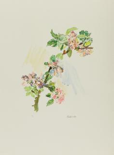 Oskar Kokoschka - Apfelblütenzweig