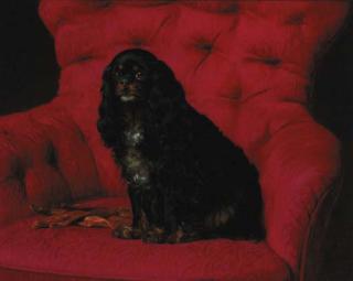 Otto Bache - A cavalier King Charles spaniel