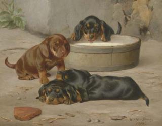 Otto Bache - Dachshund Puppies
