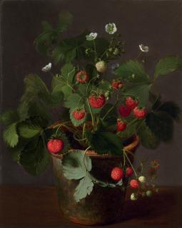 Otto Didrik Ottesen - A Strawberry plant in bloom