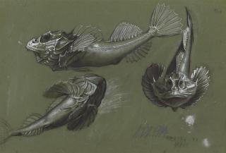 Otto Dix - Knurrhahn