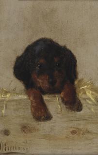 Otto Eerelman - A dachshund puppy