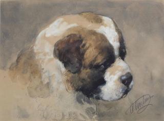 Otto Eerelman - A study of a Saint Bernard puppy