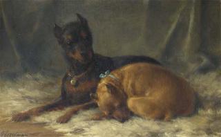 Otto Eerelman - Duitse Dwerg Pinchers