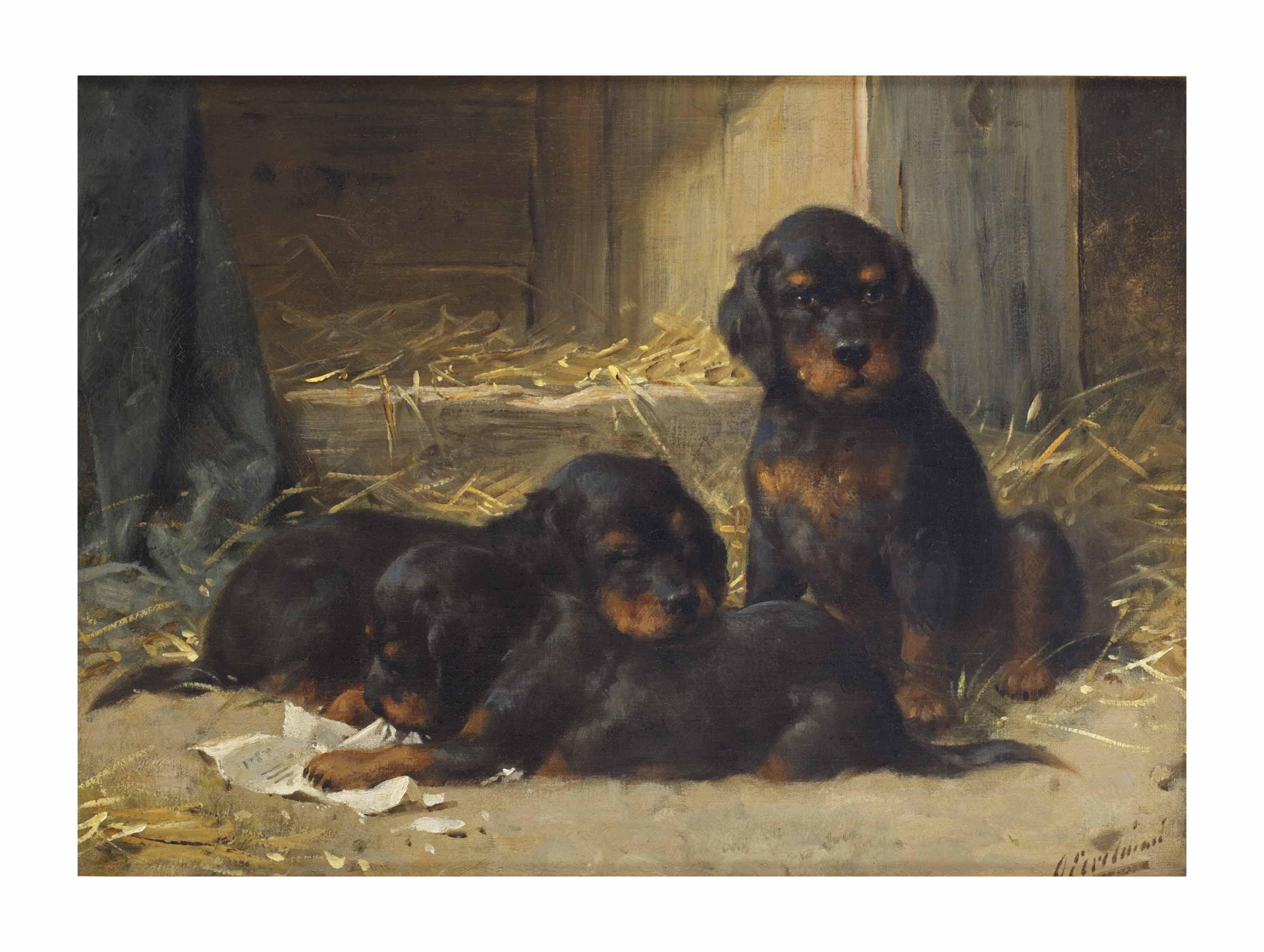 Otto Eerelman - Gordon Setters puppies