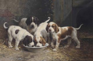 Otto Eerelman - Saint Bernard puppies drinking milk