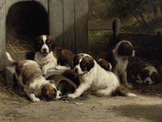 Otto Eerelman - Saint-Bernard puppies
