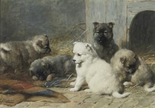 Otto Eerelman - Sweet pups