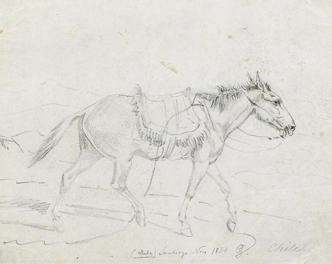 Otto Grashof - Maultier